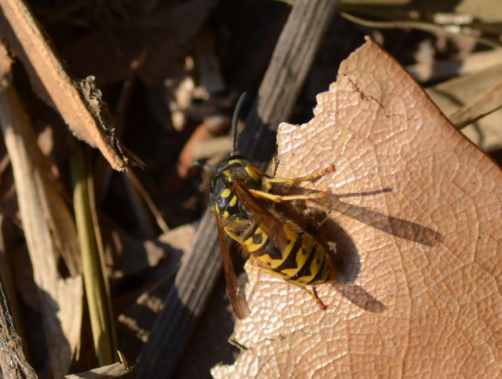 Calabrone? e magari regina?  No, Vespula germanica