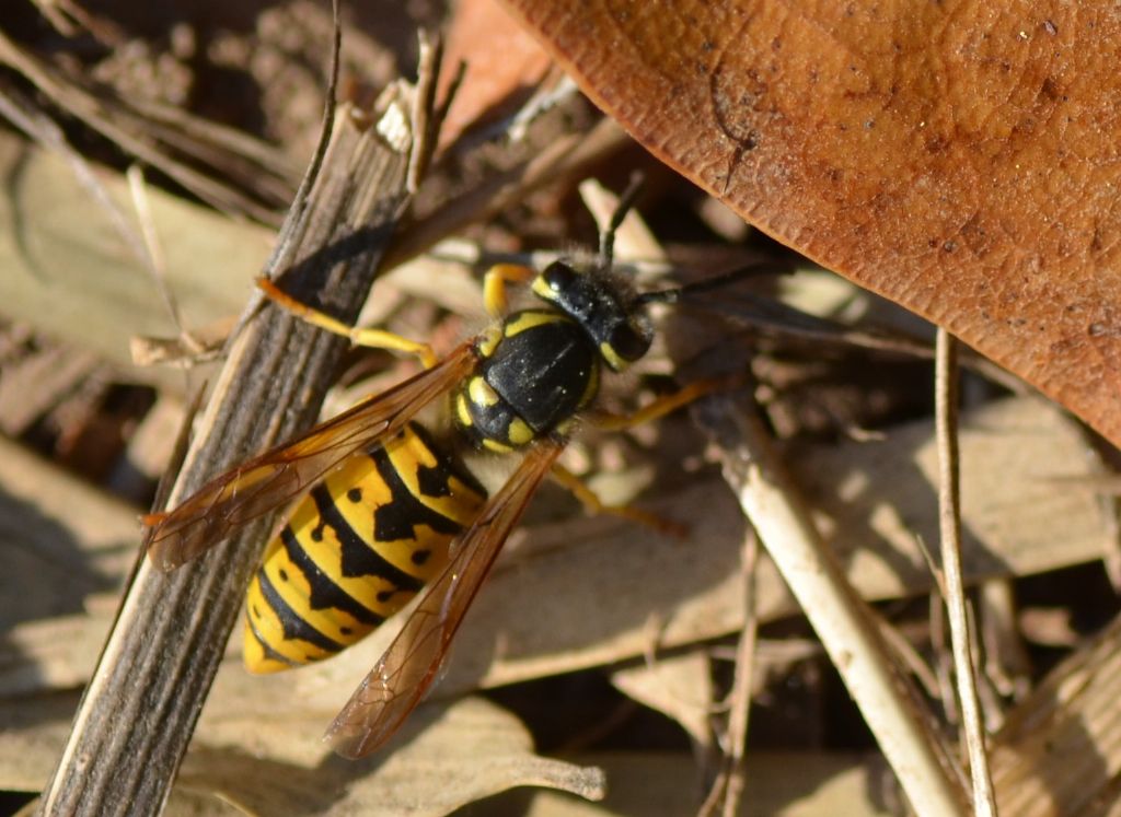 Calabrone? e magari regina?  No, Vespula germanica