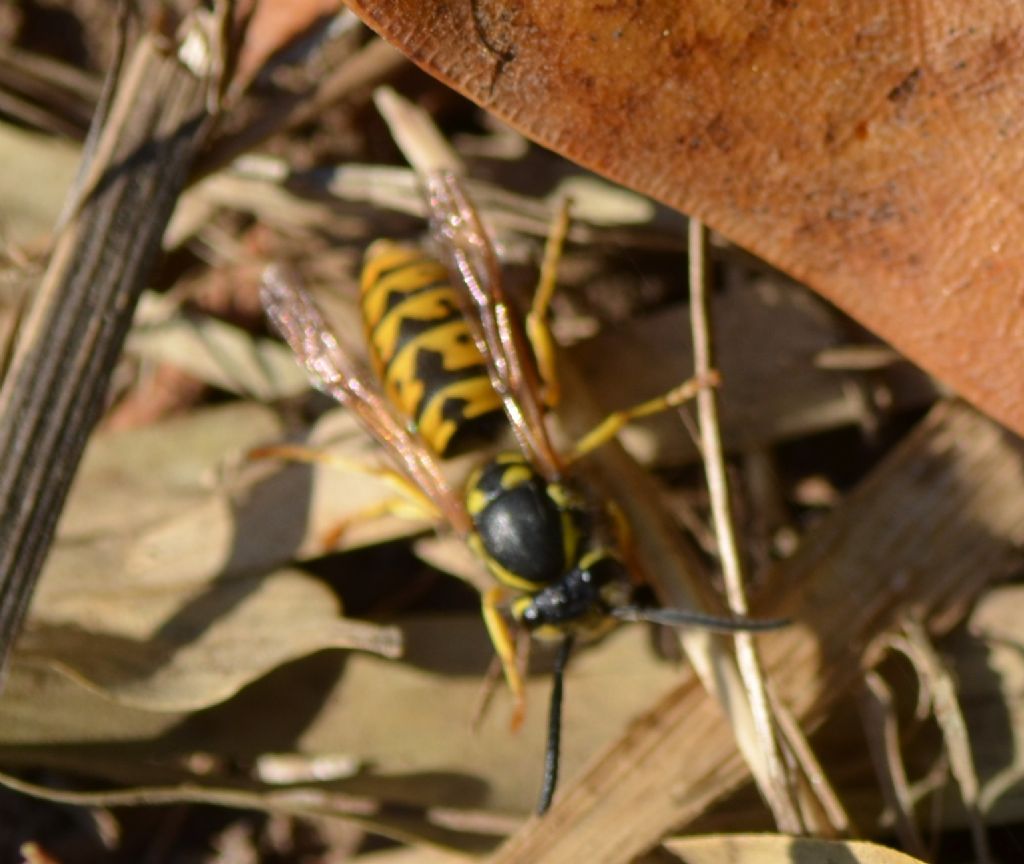 Calabrone? e magari regina?  No, Vespula germanica