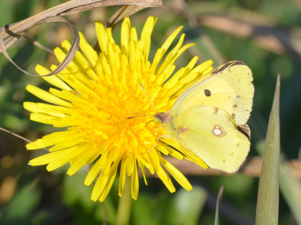 Piccolissimo,  sulle ali di una farfalla:  Sepsidae da id.