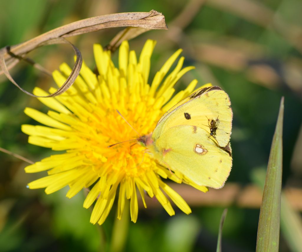 Piccolissimo,  sulle ali di una farfalla:  Sepsidae da id.