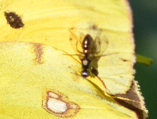 Piccolissimo,  sulle ali di una farfalla:  Sepsidae da id.