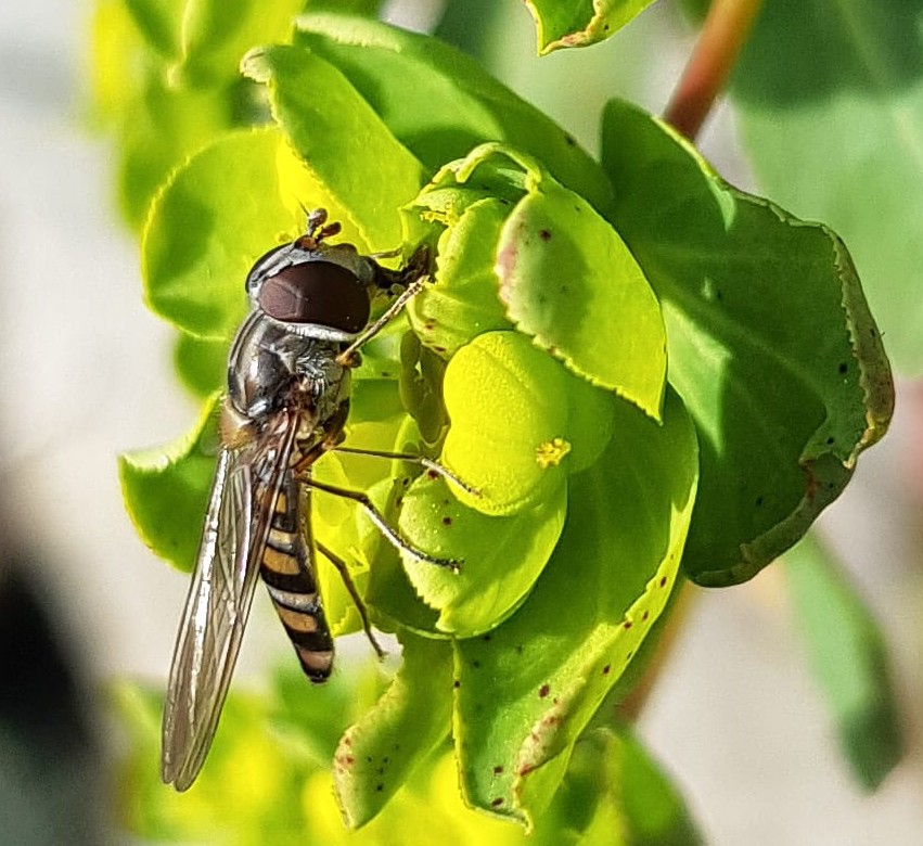 Syrphidae?  S,  Episyrphus balteatus, femmina