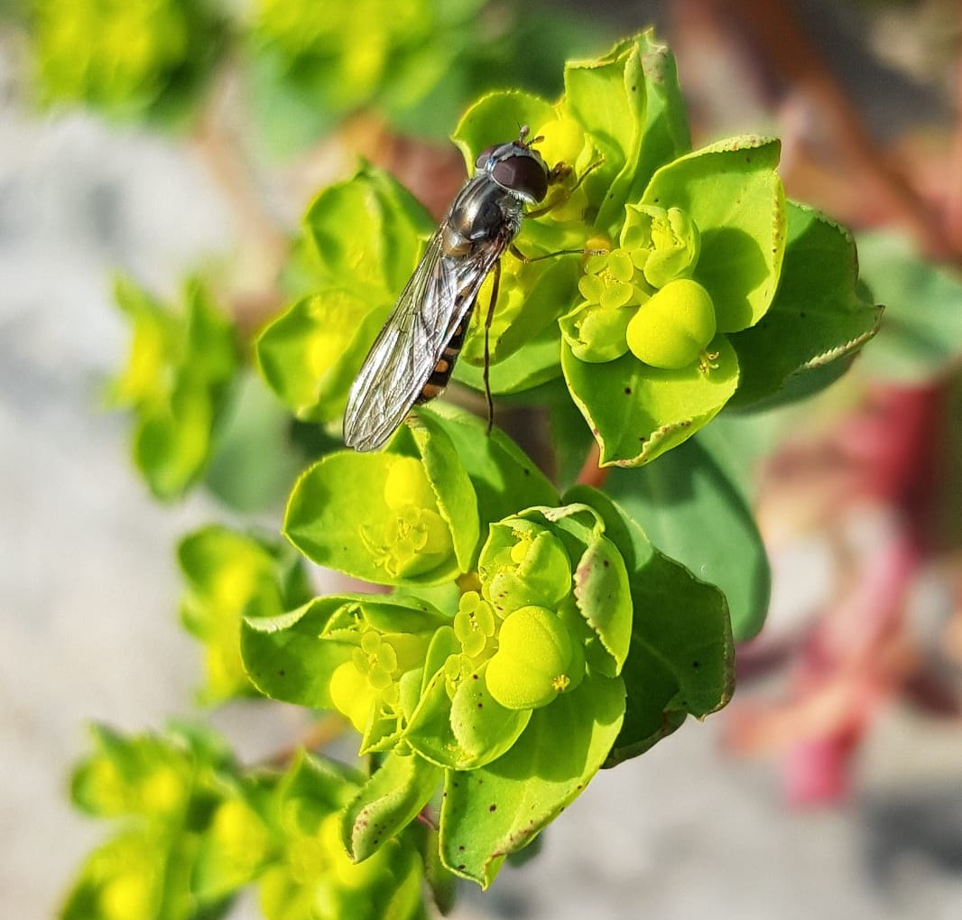 Syrphidae?  S,  Episyrphus balteatus, femmina