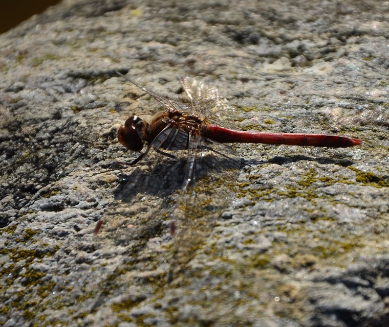 L''ultima libellula a sorpresa