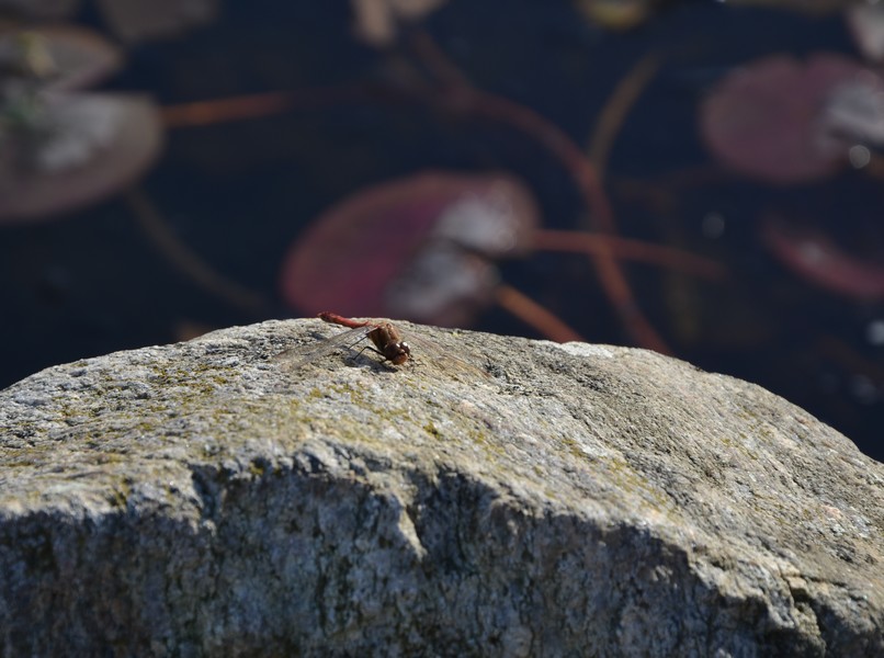 L''ultima libellula a sorpresa