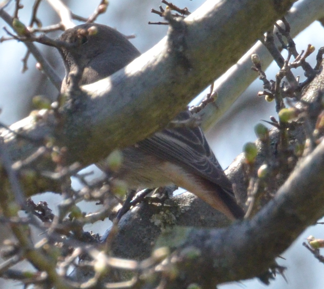 Codirosso spazzacamino ( Phoenicurus ochruros)