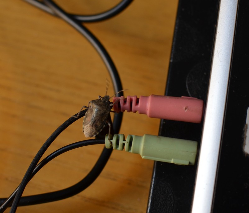 Raphigaster nebulosa: safari domestico