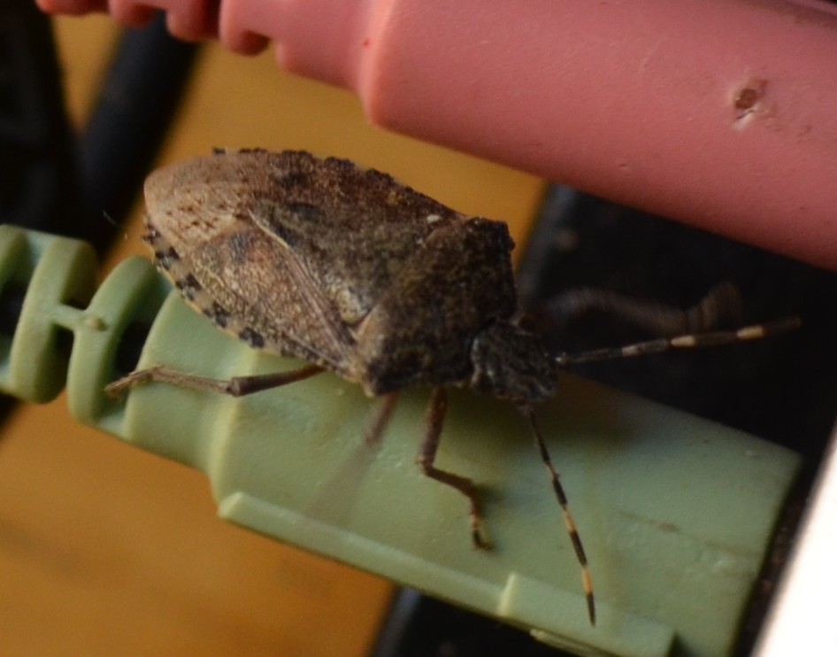 Raphigaster nebulosa: safari domestico