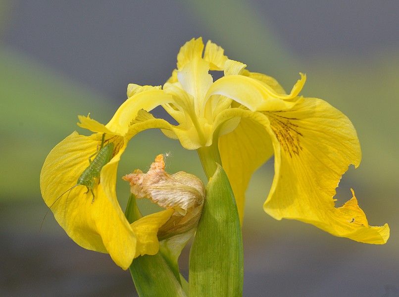 Su fiore di Iris pseudacorus: ninfa di Tettigonia sp.