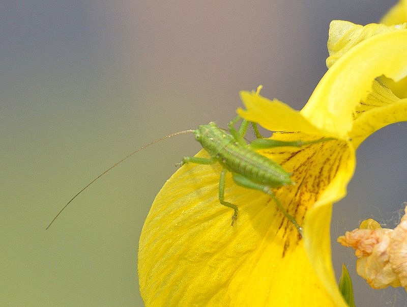 Su fiore di Iris pseudacorus: ninfa di Tettigonia sp.
