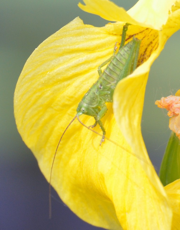 Su fiore di Iris pseudacorus: ninfa di Tettigonia sp.