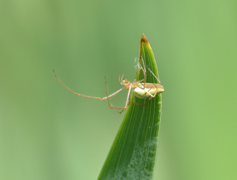 Tetragnata sp.   - sulle rive del laghetto di Seregno