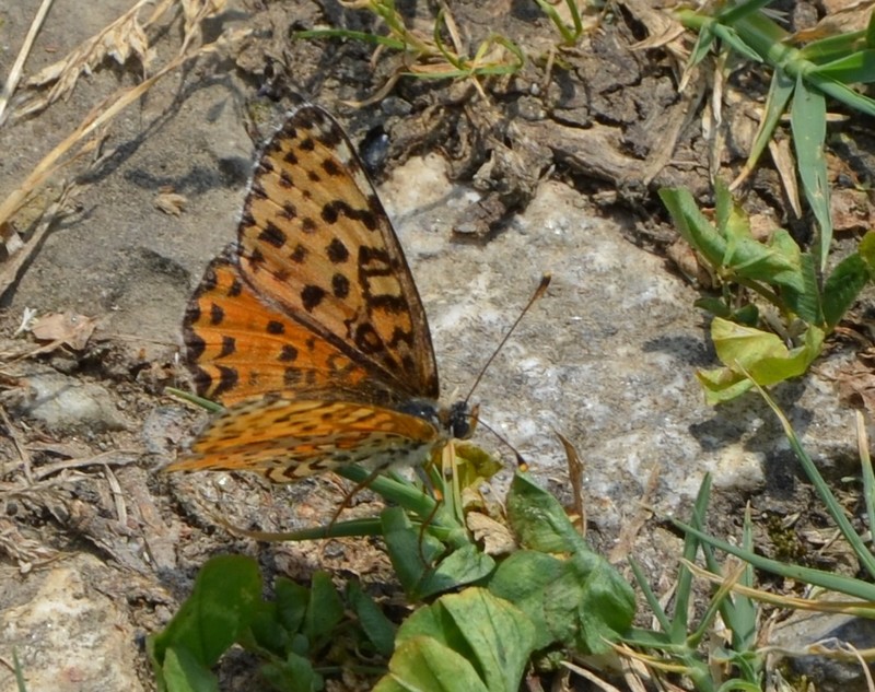 Argynnis paphia ? No, Melitaea didyma