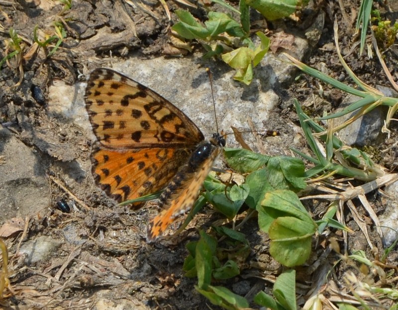 Argynnis paphia ? No, Melitaea didyma