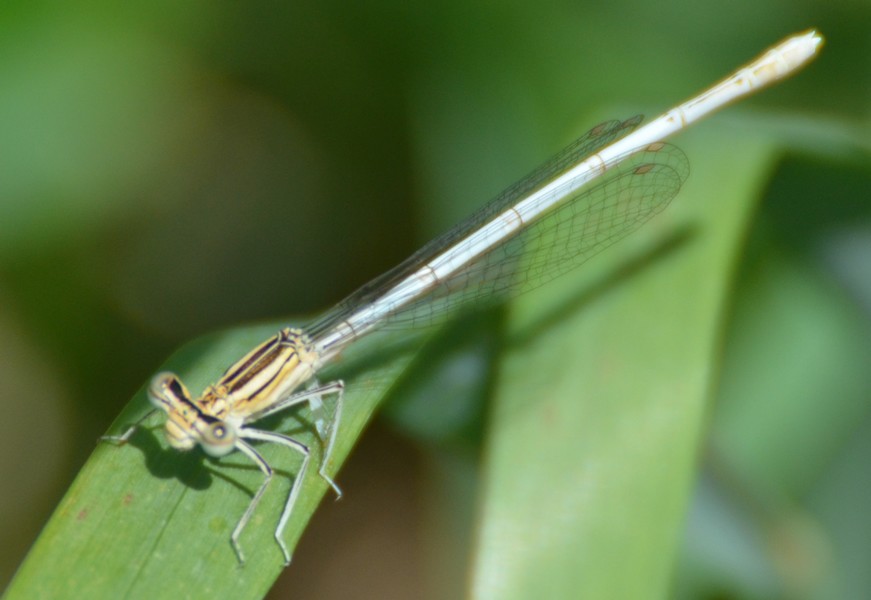 Oasi LIPU di Cesano Maderno 1: Platycnemis pennipes