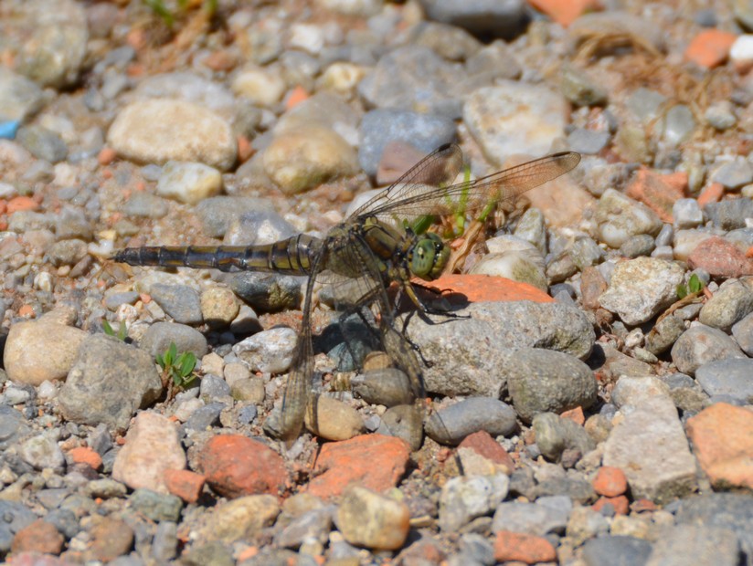 Oasi LIPU di Cesano Maderno 3: Orthetrum cancellatum