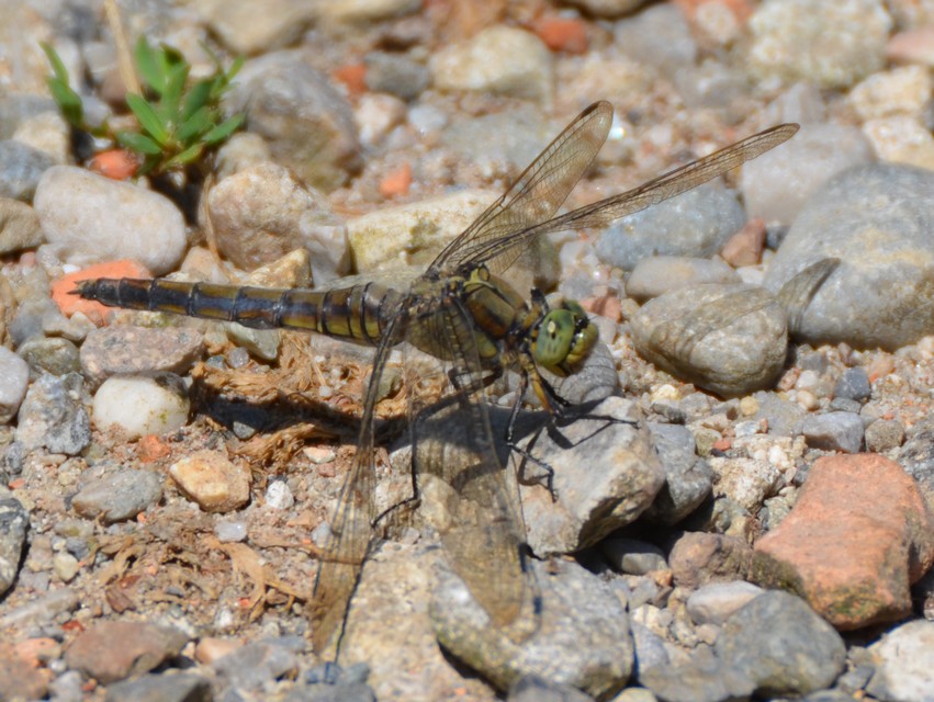 Oasi LIPU di Cesano Maderno 3: Orthetrum cancellatum