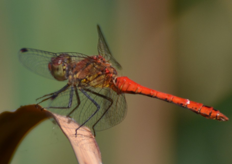 Il primo Sympetrum, ma quale? Sympetrum sanguineum