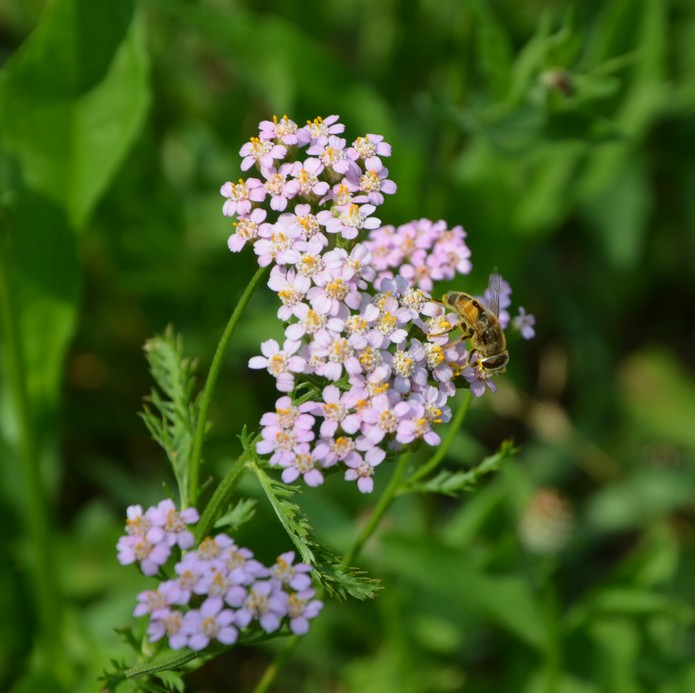 Dittero Sirfide? Eristalis? Sì, Eristalis cfr. abusiva, maschio