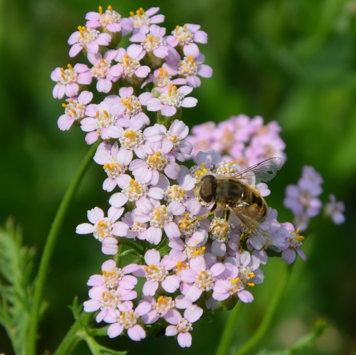 Dittero Sirfide? Eristalis? Sì, Eristalis cfr. abusiva, maschio