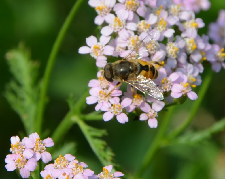 Dittero Sirfide? Eristalis? Sì, Eristalis cfr. abusiva, maschio