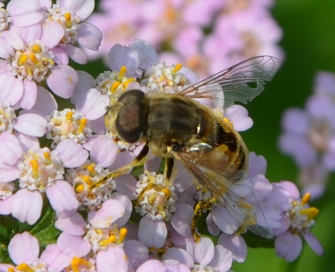 Dittero Sirfide? Eristalis? Sì, Eristalis cfr. abusiva, maschio