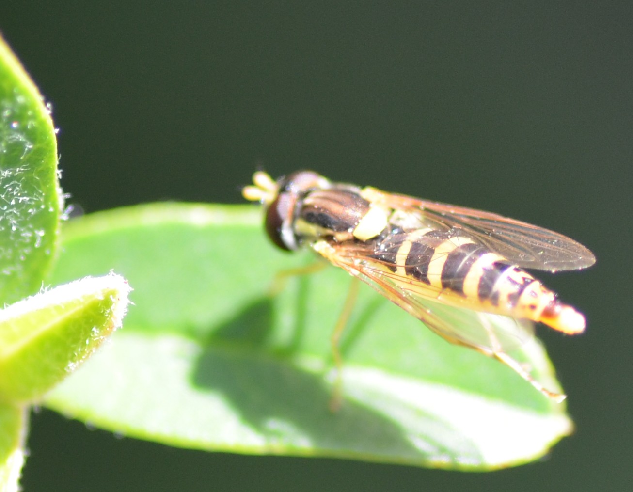 Syrphidae: Sphaerophoria scripta?... Sphaerophoria sp., femmina