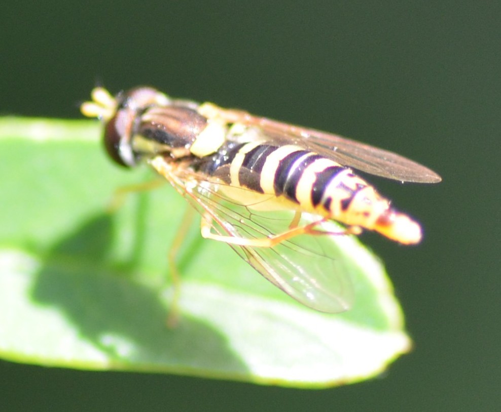 Syrphidae: Sphaerophoria scripta?... Sphaerophoria sp., femmina