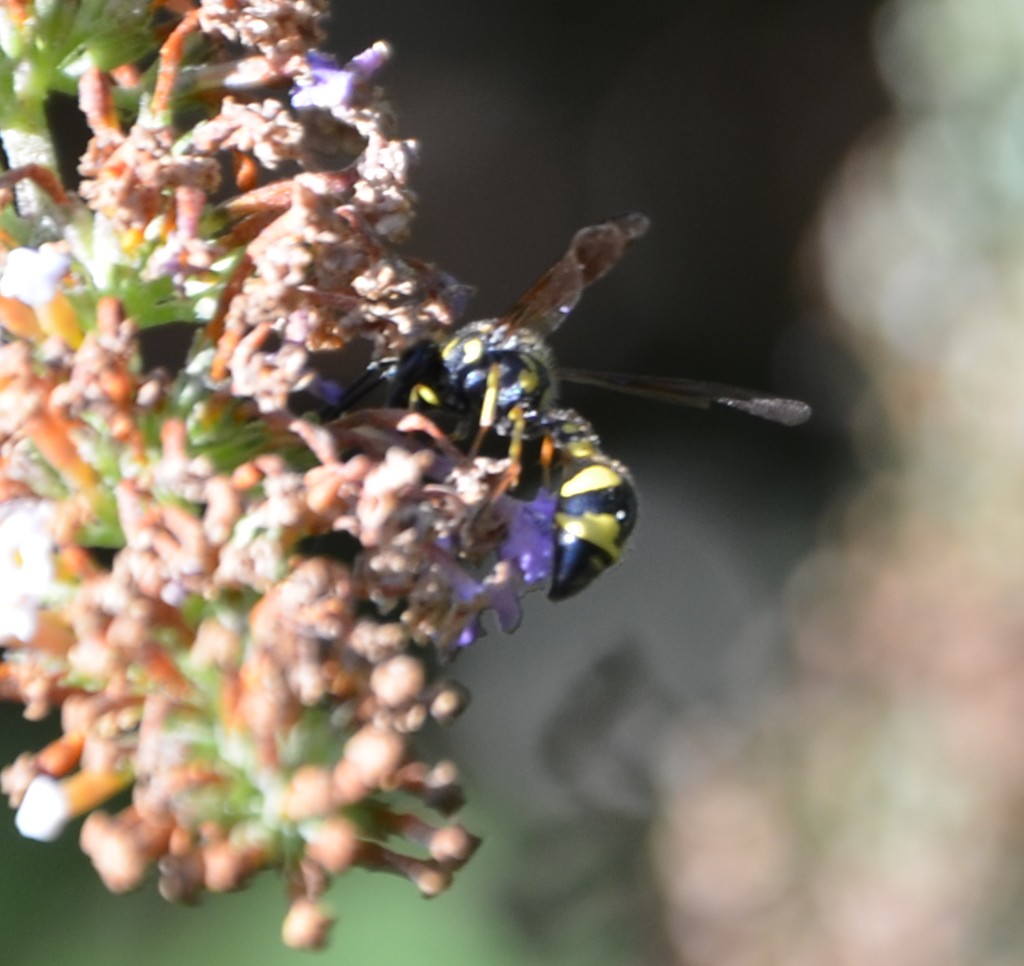 Vespa?...Vespidae Eumeninae: Eumenes aff. coronatus