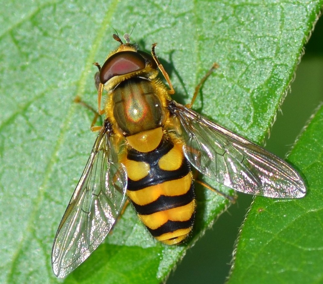 Syrphidae: Syrphus sp. e Eristalis cfr. tenax