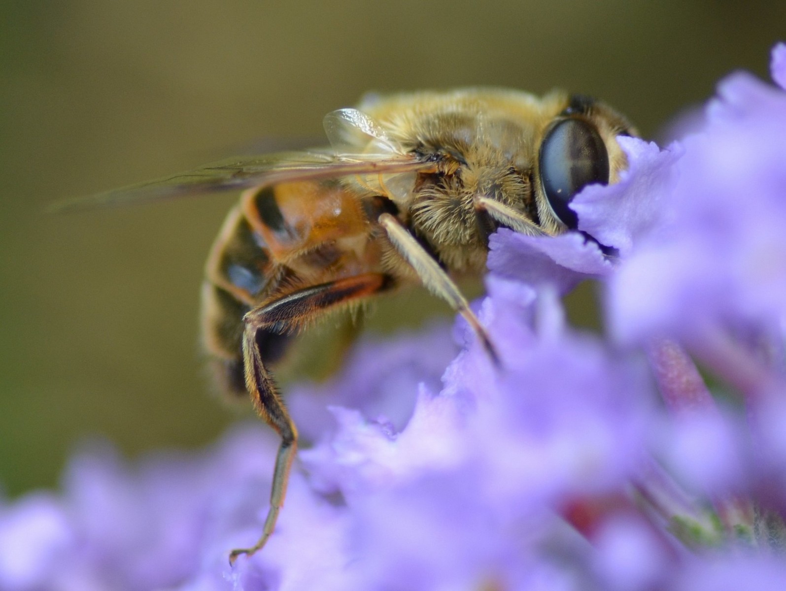 Syrphidae: Syrphus sp. e Eristalis cfr. tenax