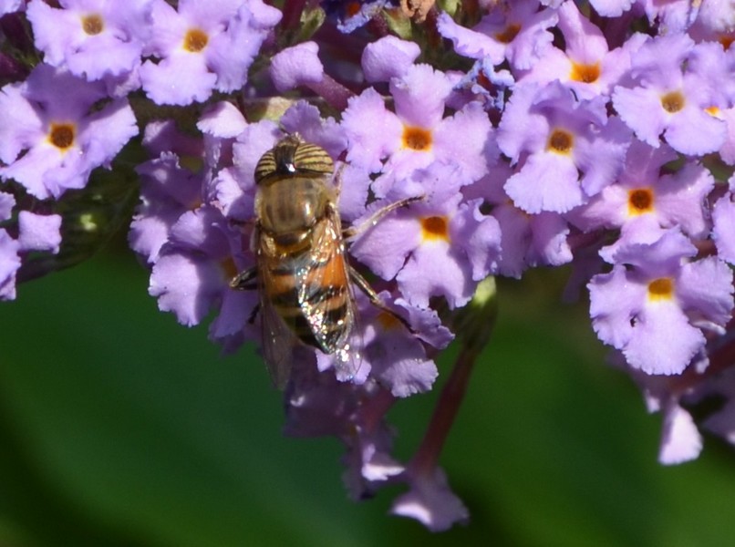 Eristalinus taeniops ?   S, femmina