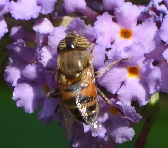 Eristalinus taeniops ?   S, femmina