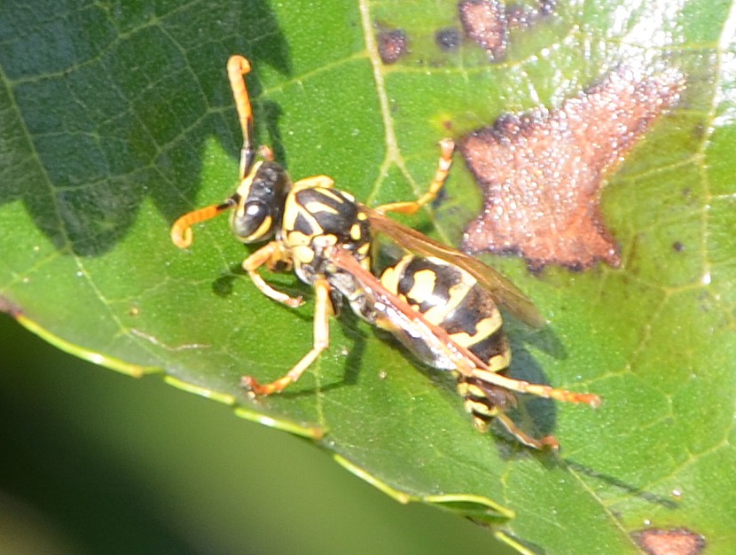 Vespa?  S, Polistes nimpha, maschio