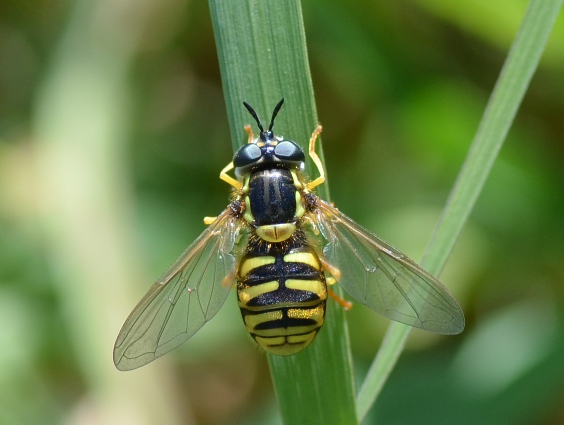 Syrphidae: Chrysotoxum cautum?  S, femmina