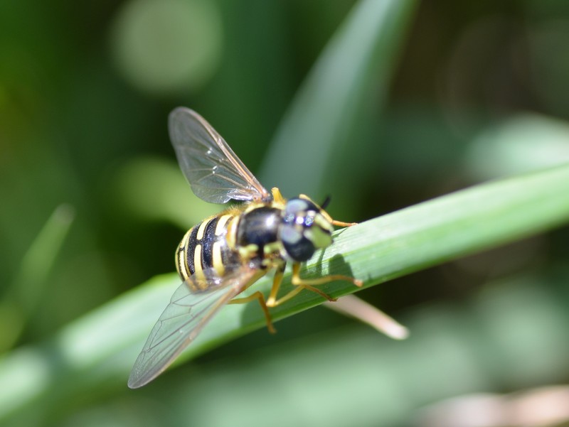 Syrphidae: Chrysotoxum cautum?  S, femmina