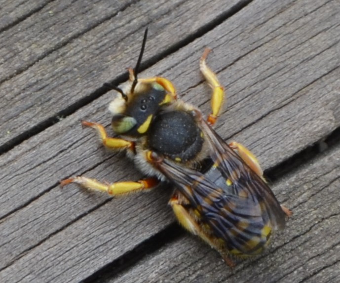 Idee? S, Hymenoptera: Anthidium sp. (Apidae Megachilinae)