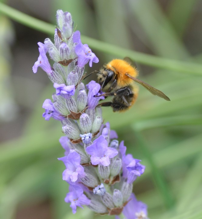 Sirfide? No, Hymenoptera: Bombus cfr. pascuorum (Apidae)