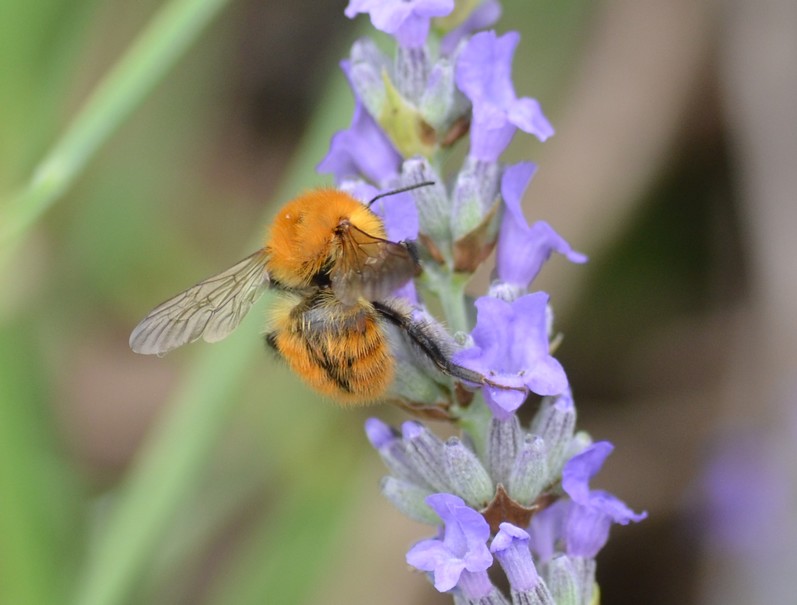 Sirfide? No, Hymenoptera: Bombus cfr. pascuorum (Apidae)