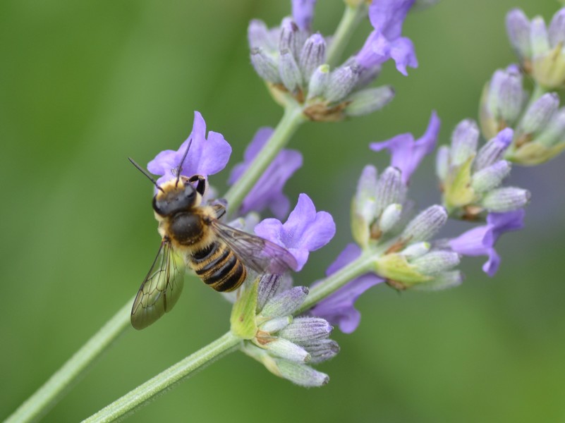 Sirfide? No, Hymenoptera: Megachile sp. (Apidae Megachilinae)