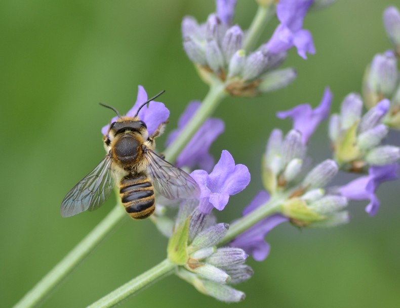 Sirfide? No, Hymenoptera: Megachile sp. (Apidae Megachilinae)