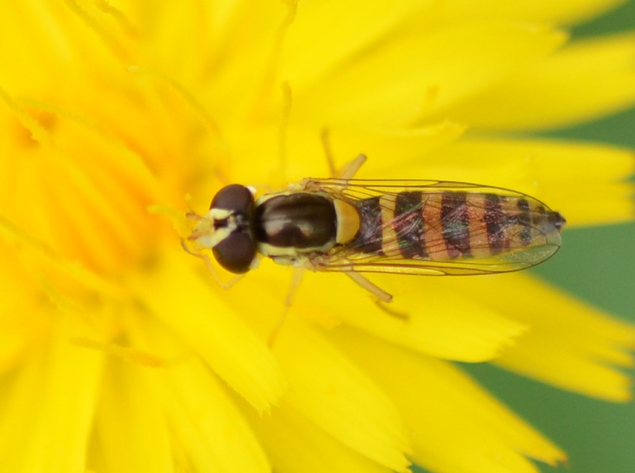 Syrphidae: cfr. Sphaerophoria scripta