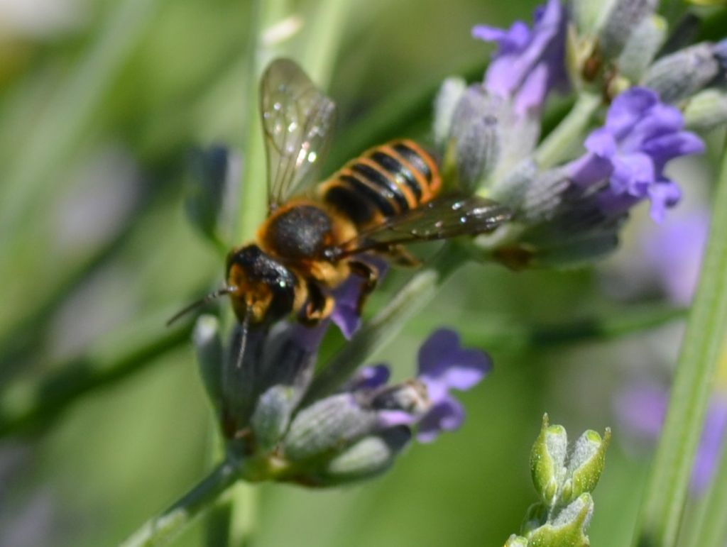 Hymenoptera: Megachile sp. (Apidae Megachilinae) ???