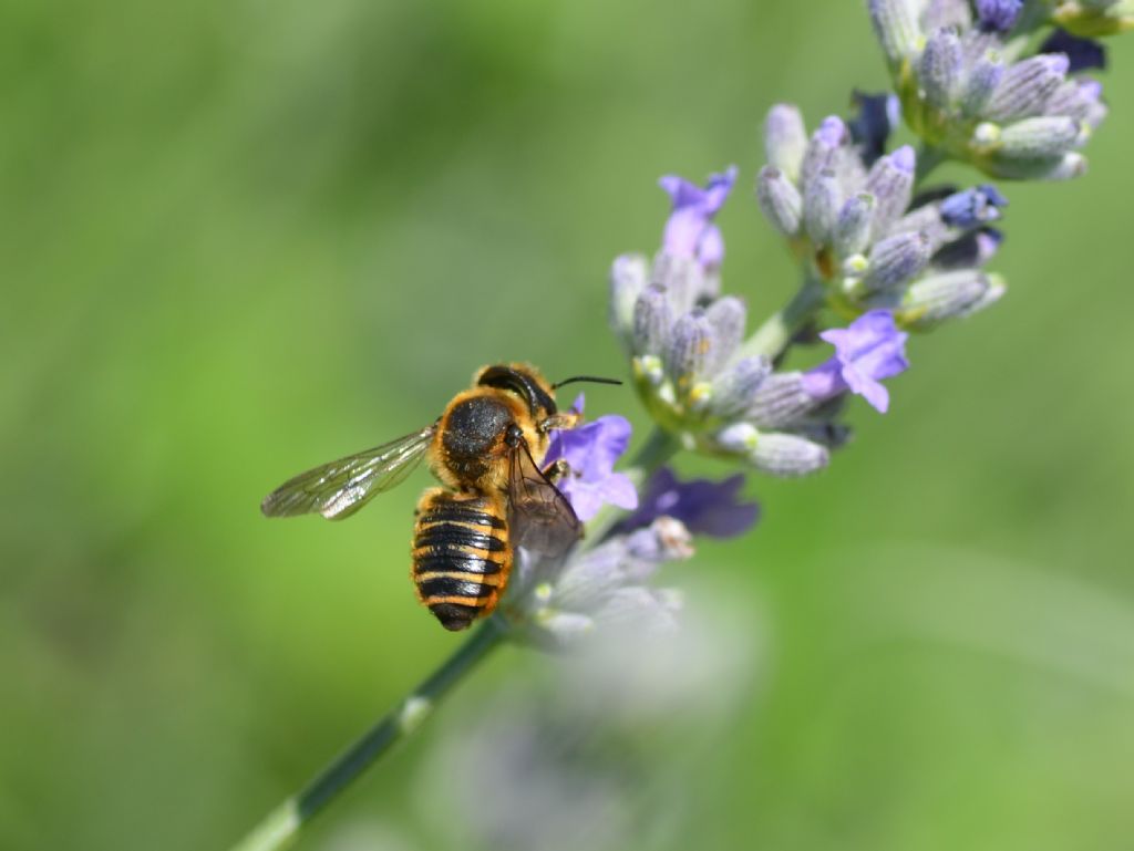 Hymenoptera: Megachile sp. (Apidae Megachilinae) ???