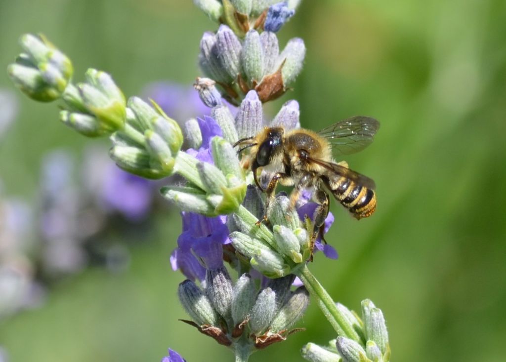 Hymenoptera: Megachile sp. (Apidae Megachilinae) ???