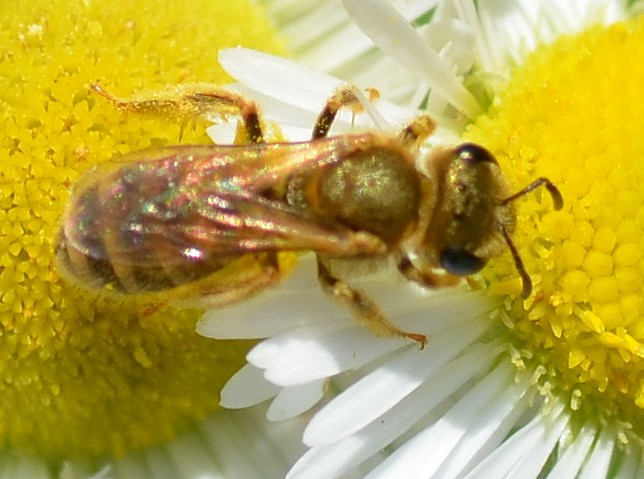 Vespina (???) da identificare