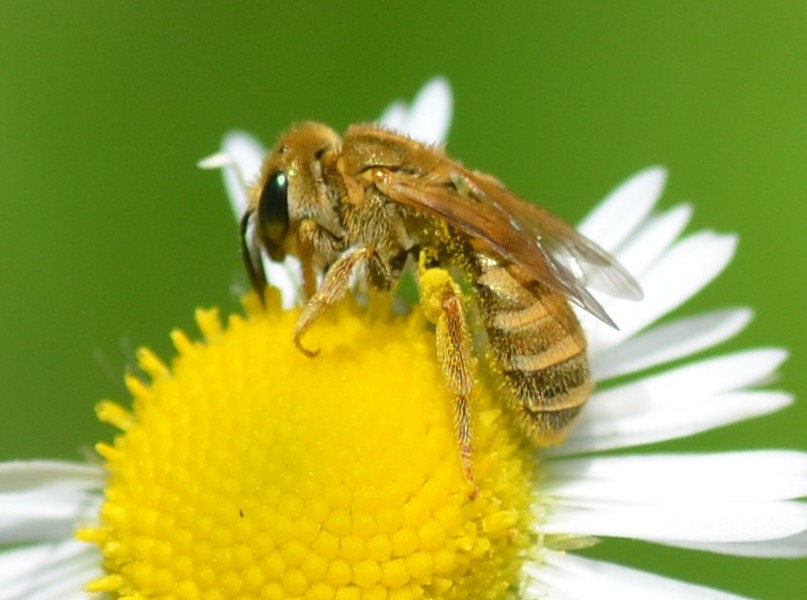 Vespina (???) da identificare
