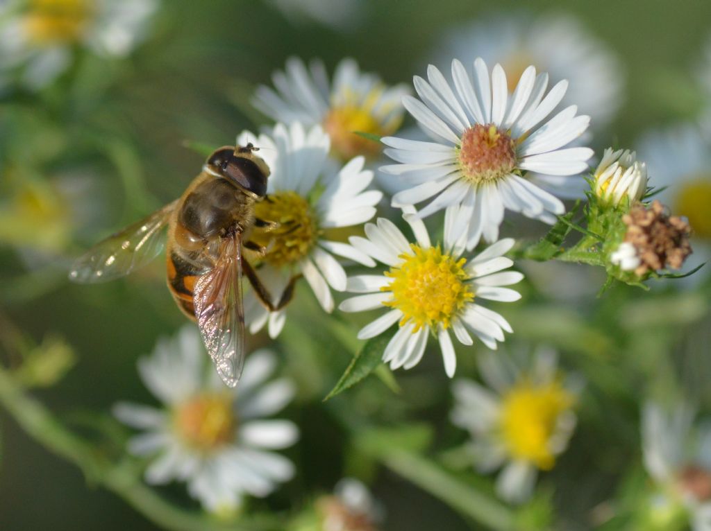Syrphus ribesii?