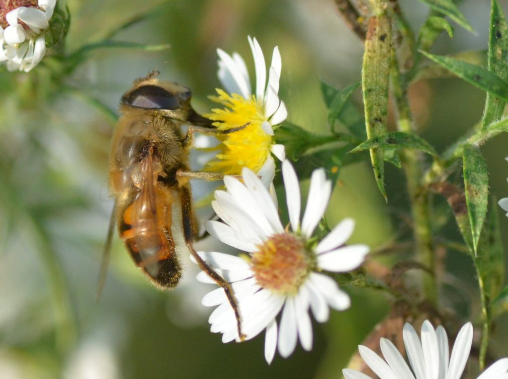 Syrphus ribesii?